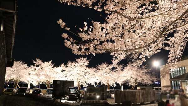 【桜満開】夜の銭淵公園に行ってきました！