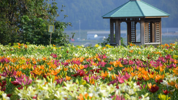 2024/6/22(土)月岡公園ユリまつり開催情報♪