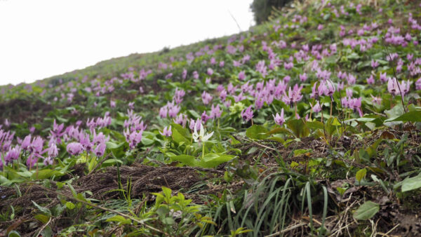 春の花が楽しめるスポット