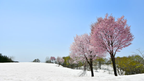 福山峠の雪上桜