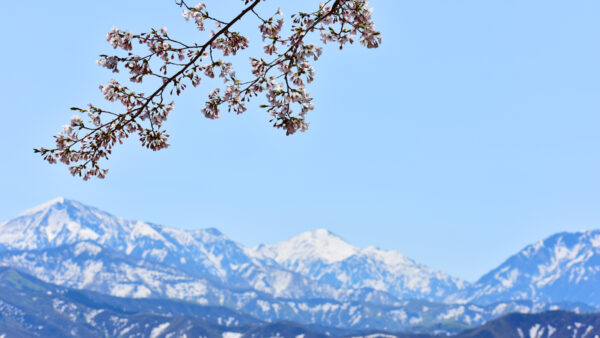 小出公園の桜