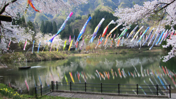 大崎ダム公園の桜と鯉のぼり