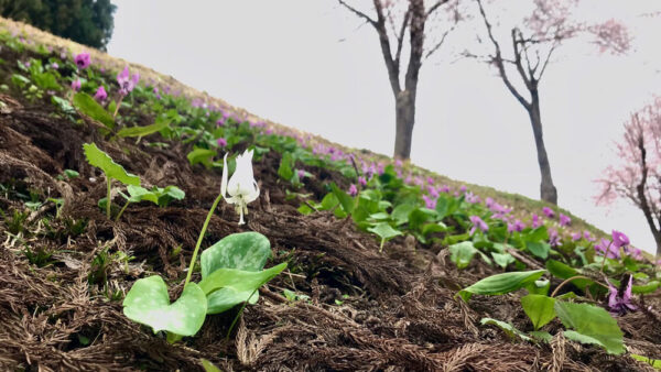 小出公園に桜・カタクリを見に行ってきました！