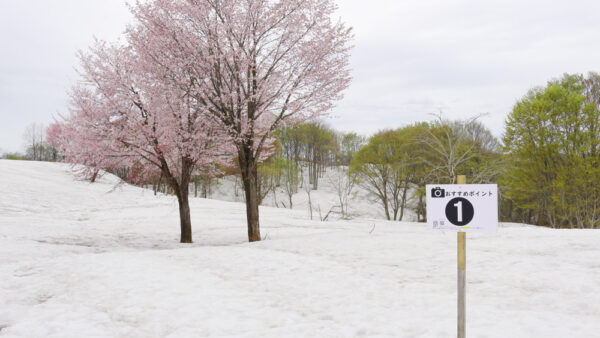 福山峠の雪上桜の様子を見に行きました！