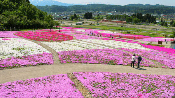 2022年魚沼芝桜まつりへ行ってまいりました！